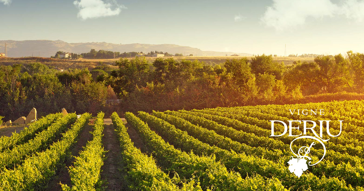 AZIENDA AGRICOLA F.LLI DERIU DI LINDA E MICHELE S.S — foto 3