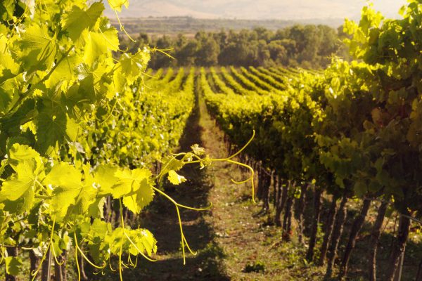La cantina Deriu con i serbatoi e le botti
